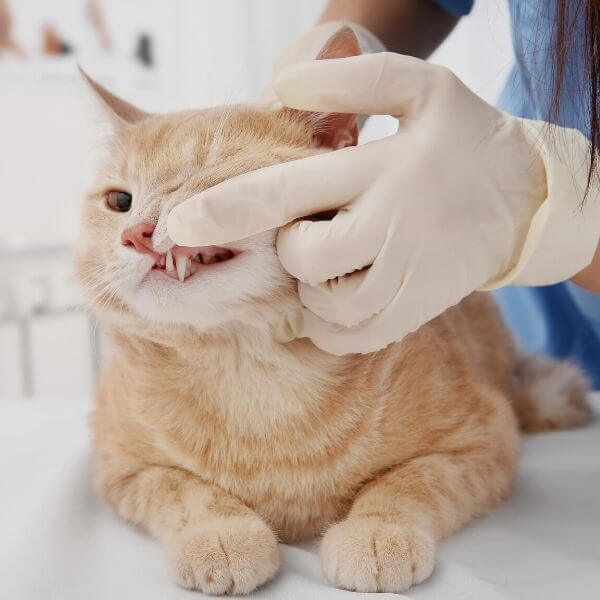 dental care -cat teeth exam