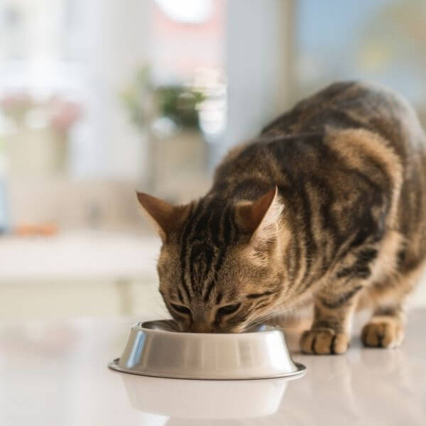 pet nutrition - cat eating
