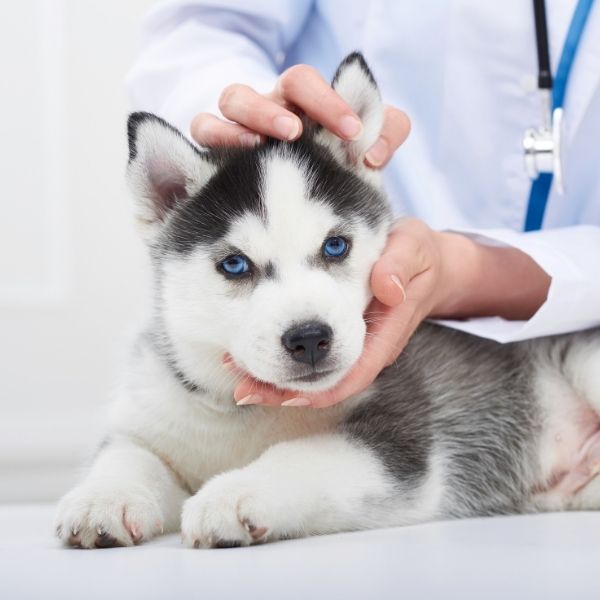 Pet Wellness Preventative Care Atoka TN English Veterinary Care