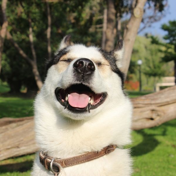 dental care - dog smiling