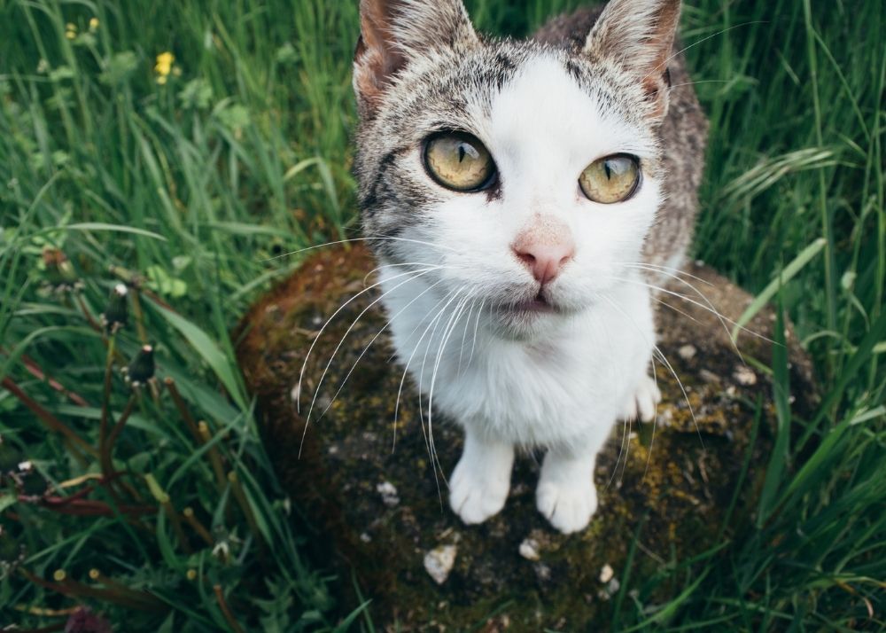 English Veterinary Care In Atoka English Veterinary Care