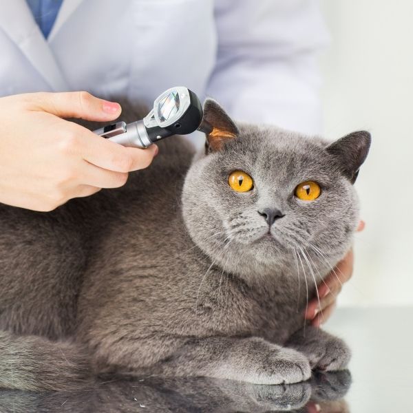 preventative care side image - cat 