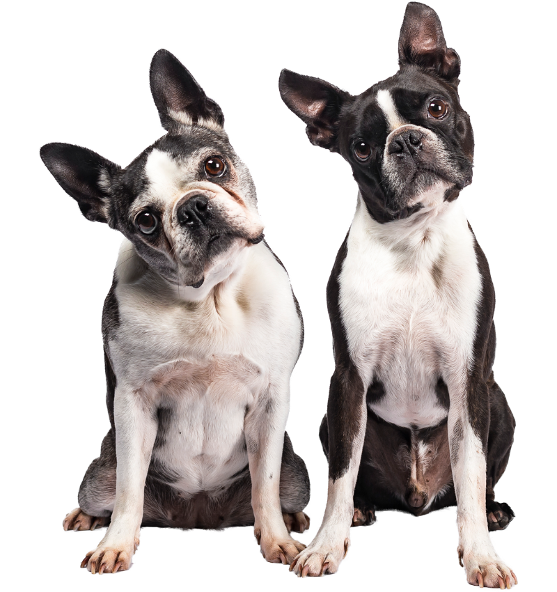 happy brown and white baby goat